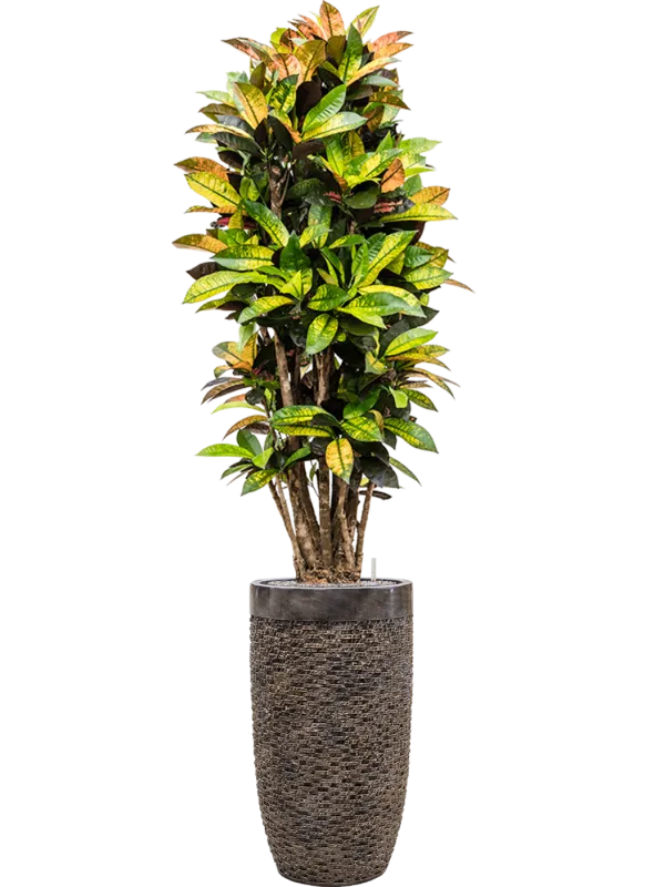 Croton 'Mrs. Iceton' in Baq Luxe Lite Universe Layer Office Plant With Pot 197cm Height 32cm Dia