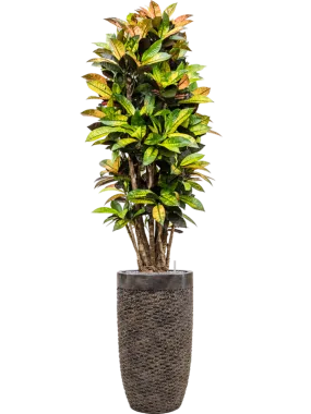 Croton 'Mrs. Iceton' in Baq Luxe Lite Universe Layer Office Plant With Pot 197cm Height 32cm Dia