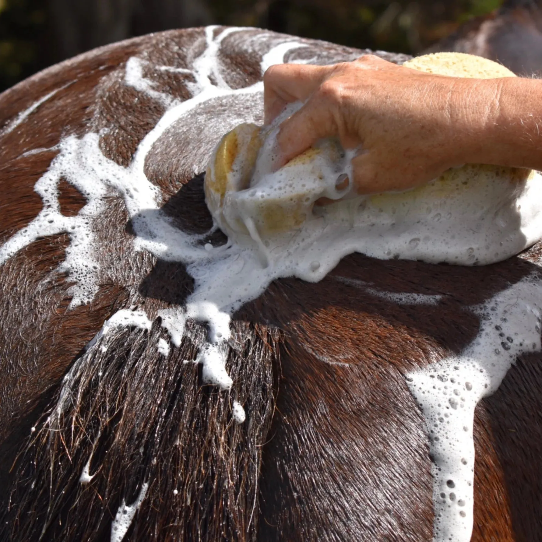 Eco Horse Strawberry Shampoo 500ml