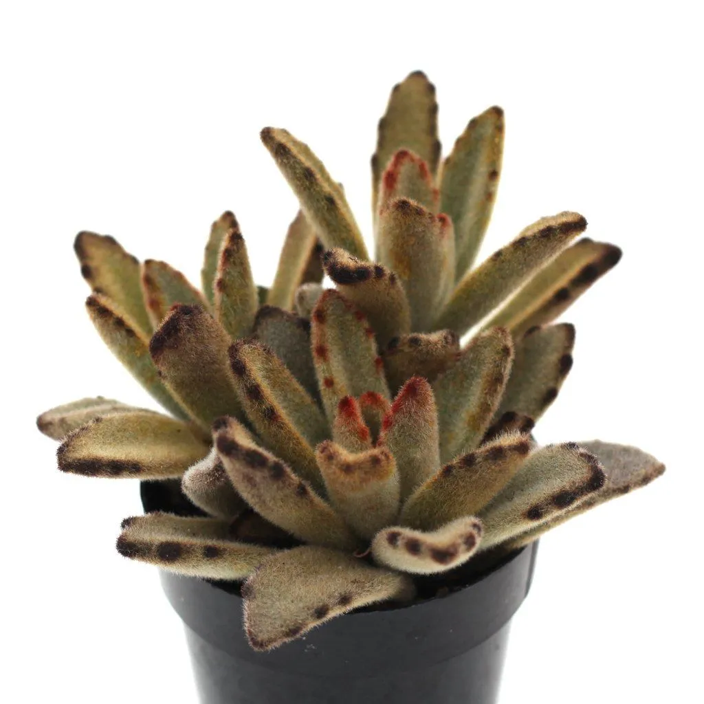 Kalanchoe tomentosa 'Chocolate Soldier'