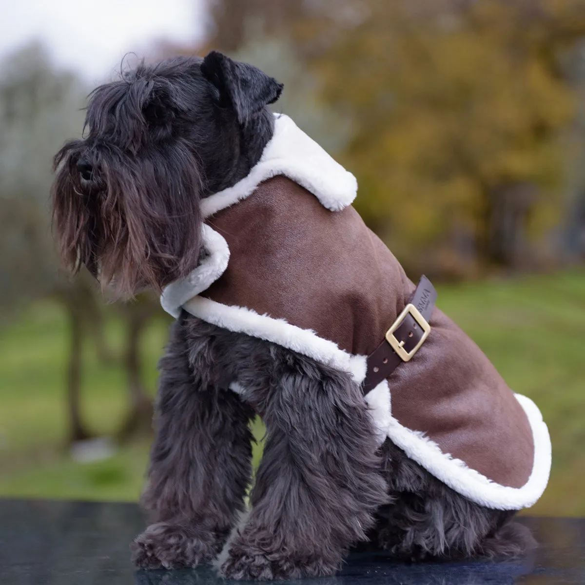 Personalized Bespoke Dog Coat Bombardier