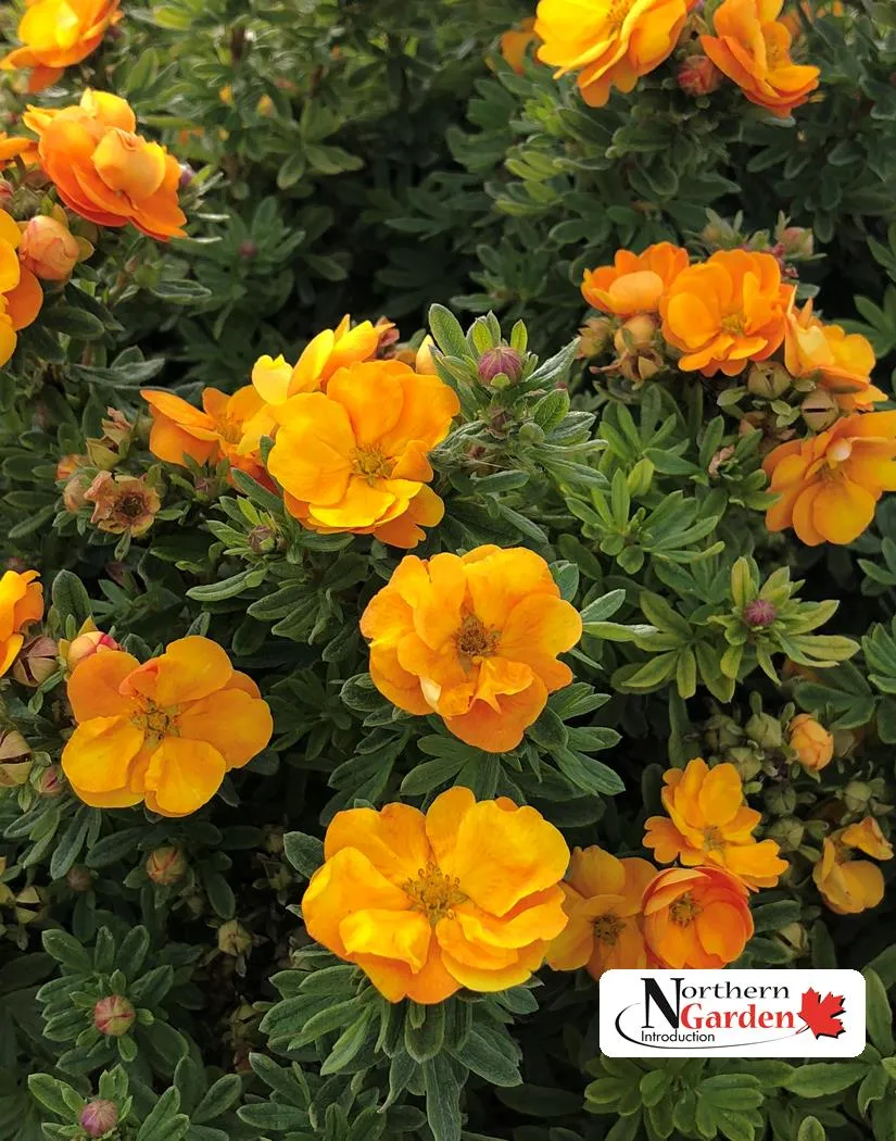 Potentilla:  'Marmalade'® 8"  (FE) (Bl)