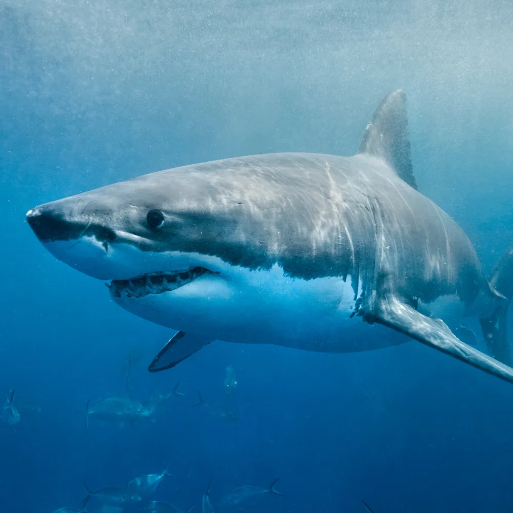 Shark Cage Diving Tour in Gansbaai