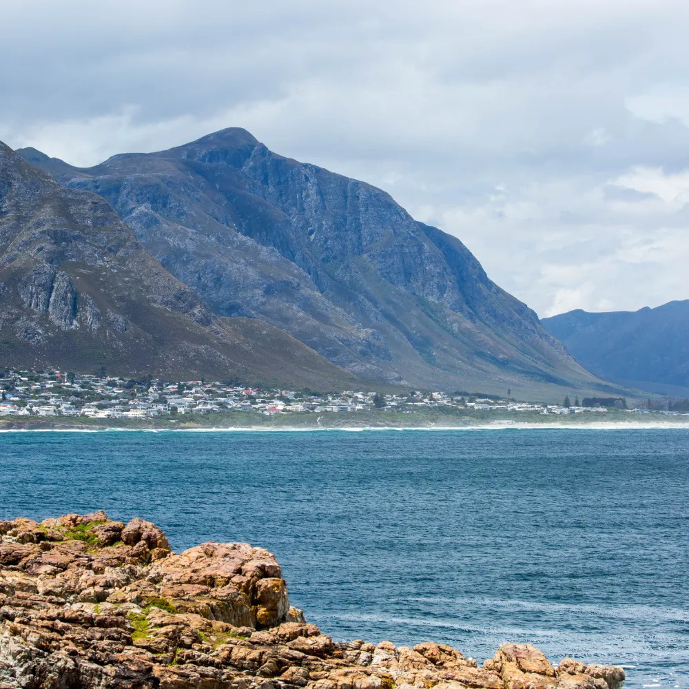 Shark Cage Diving Tour in Gansbaai