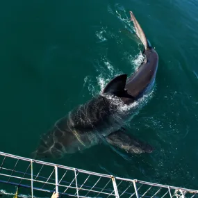 Shark Cage Diving Tour in Gansbaai